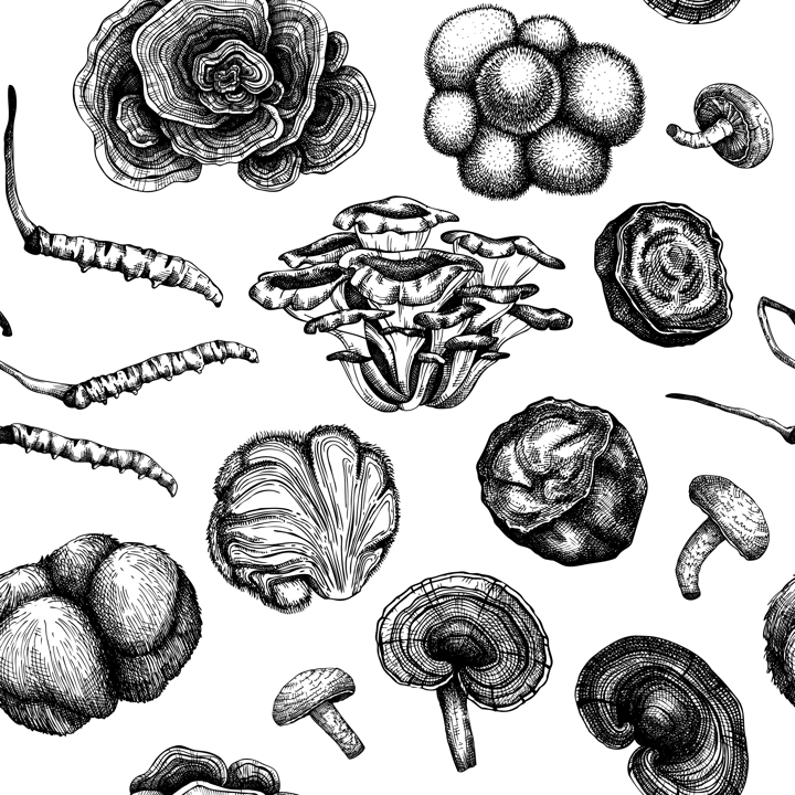 Medicinal mushroom background. Hand sketched adaptogenic plants seamless pattern. Perfect for recipe, menu, label, packaging. Hand sketched mushroom outlines. Botanical backdrop in vintage style.